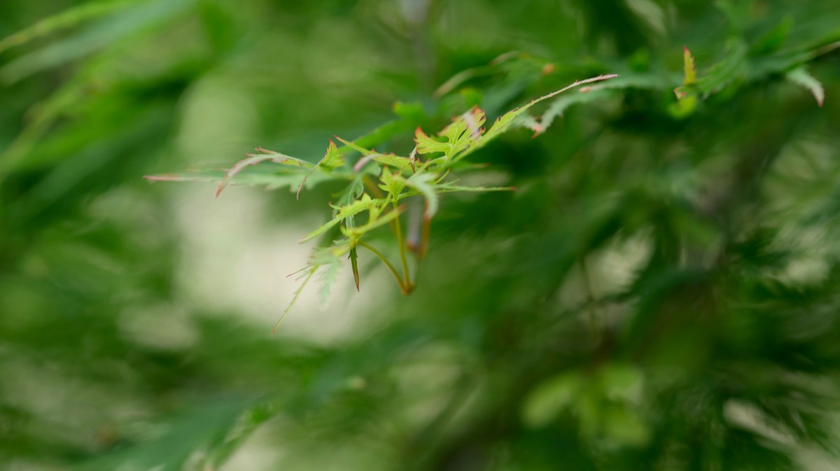 Bonsai 1