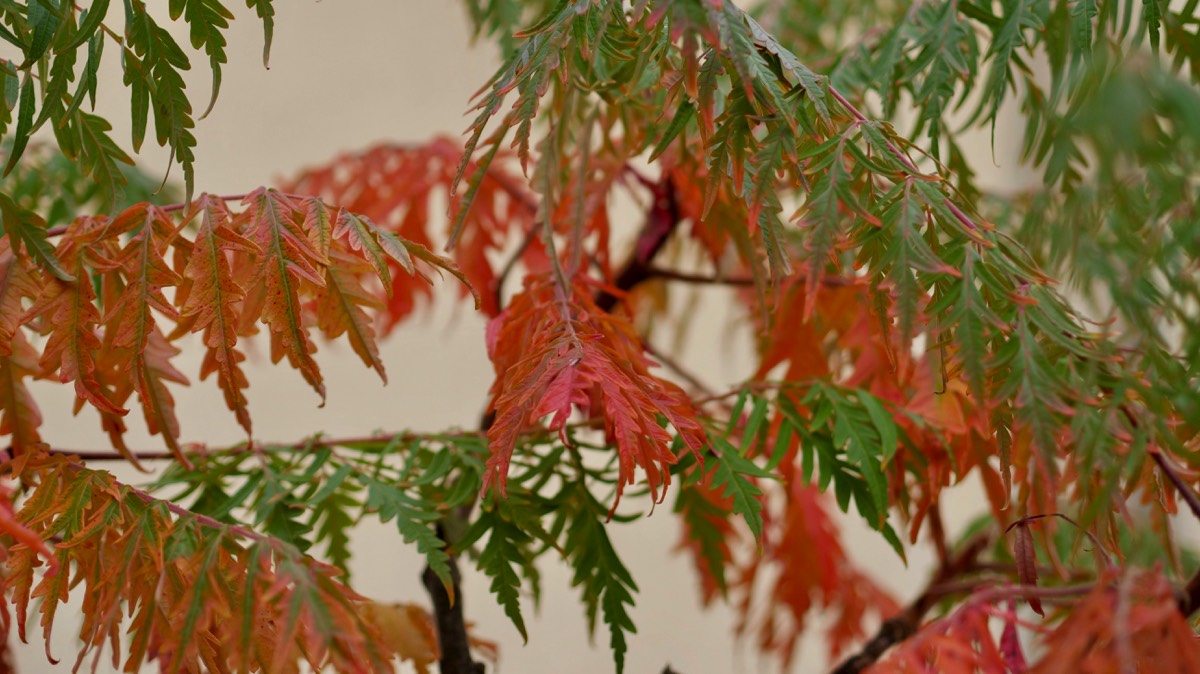 Bonsai