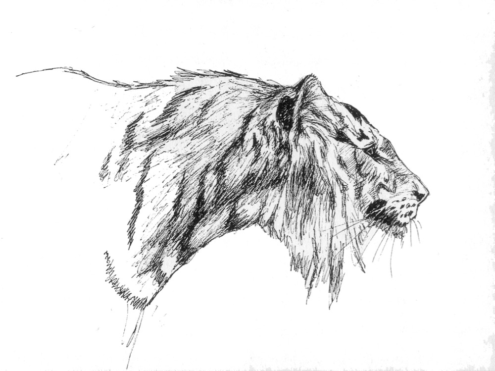Tiger sketch, 1986