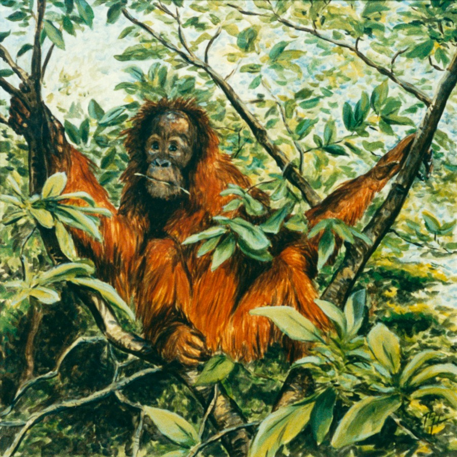 Orang Utan, 1991