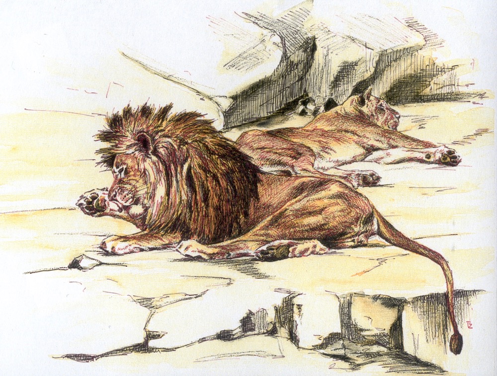 Resting lions, 1989