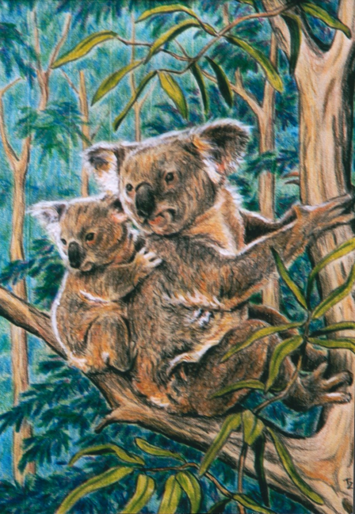 Koalas, 2007